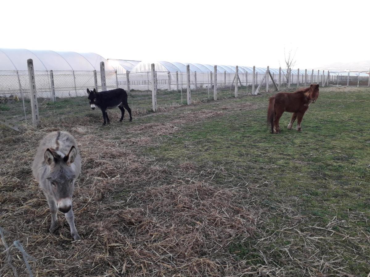 Agriturismo Torre Cristina Aprilia Bagian luar foto